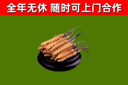 漠河烟酒回收冬虫夏草.jpg